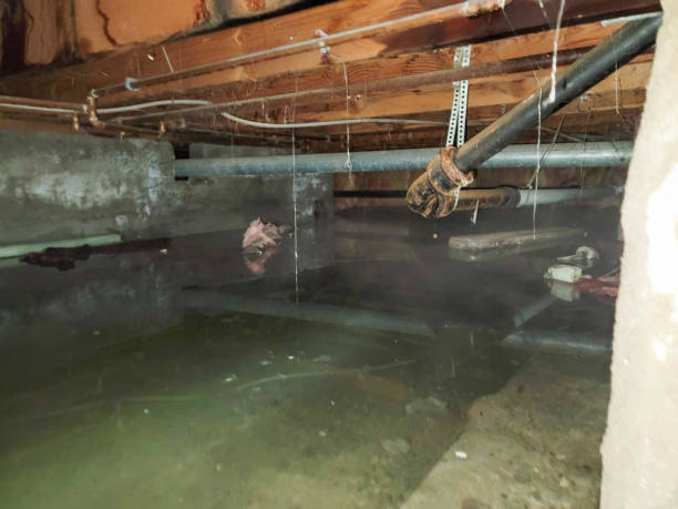 Best Carpet water damage restoration  in Hayneville, AL